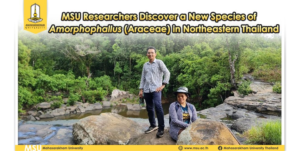 MSU Researchers Discover a New Species of Amorphophallus (Araceae) in Northeastern Thailand